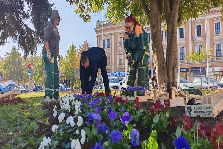 НОВО ЦВЕЋЕ НА ТРГУ ПОБЕДЕ: ЗАЈЕДНИЧКА АКЦИЈА УРЕЂЕЊА ГРАДСКОГ ЗЕЛЕНИЛА...